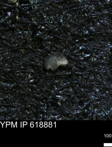 undet. Foraminiferida