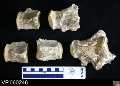Mosasauridae