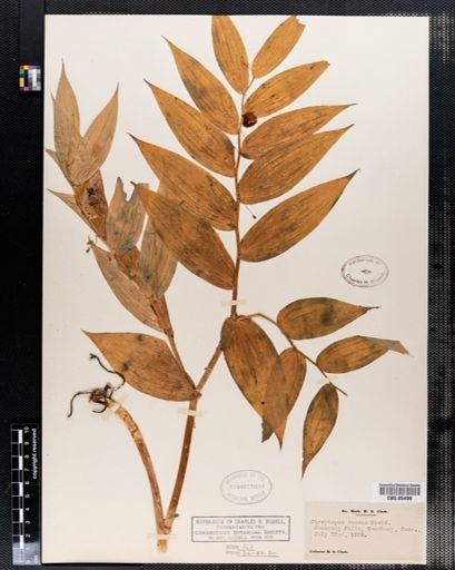Streptopus roseus
