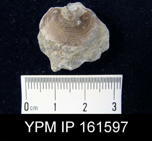 Trematis ottawaensis