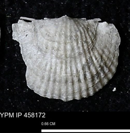 Chonetes mucronatus