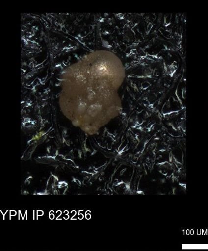 undet. Foraminiferida