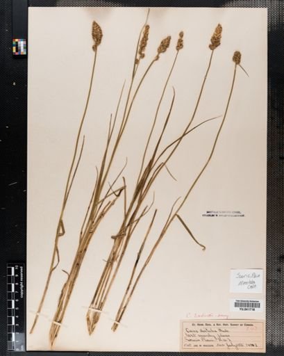 Carex