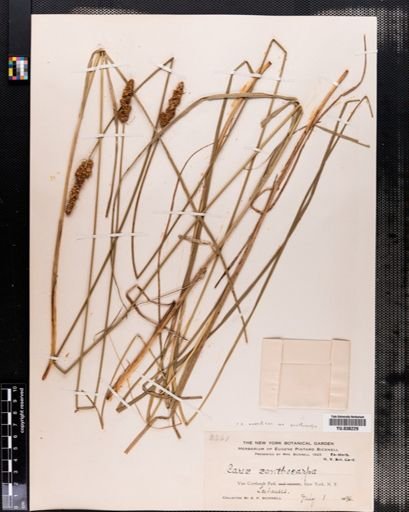 Carex annectens