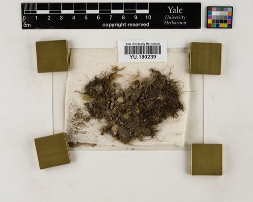 Plantae