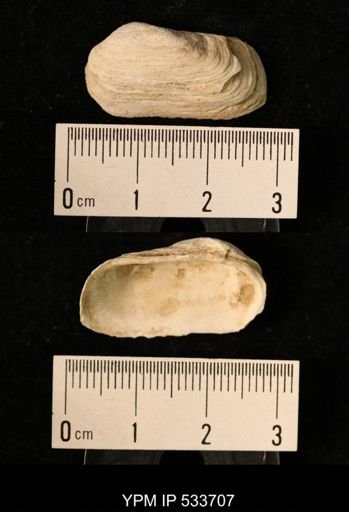 Yoldia arctica