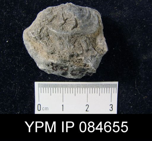 Leptaena rhomboidalis