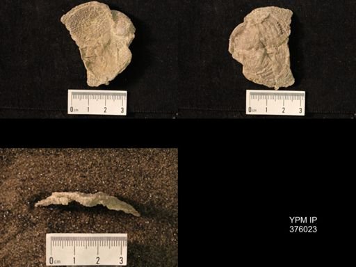 Pustula nebrascensis