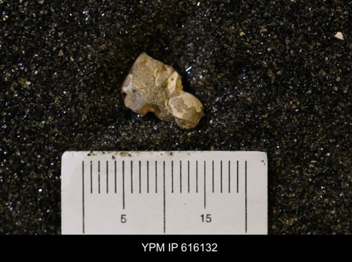 Protocardia subquadrata