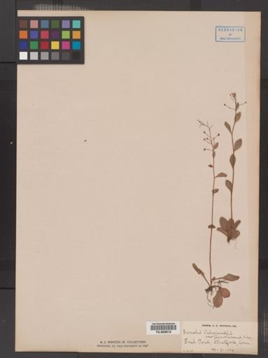 Plantae