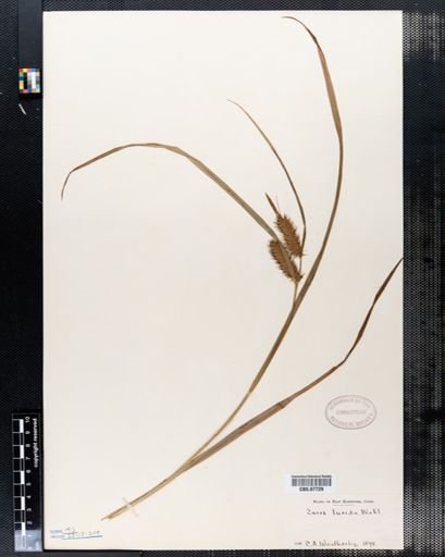Carex lurida