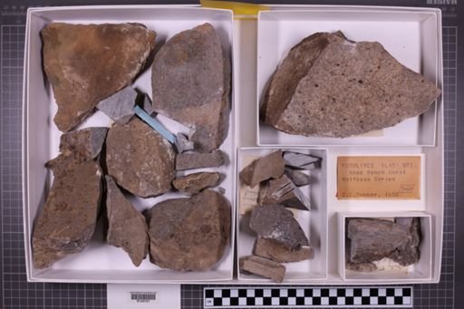 mixed taxa, stratigraphic collection