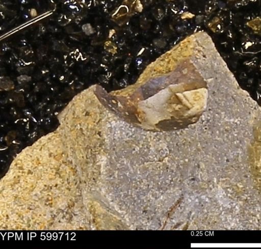 Protocardia subquadrata