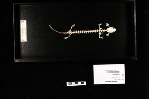 Necturus maculosus