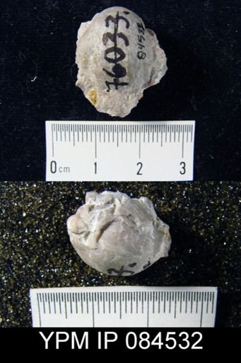 Gypidula dudleyensis