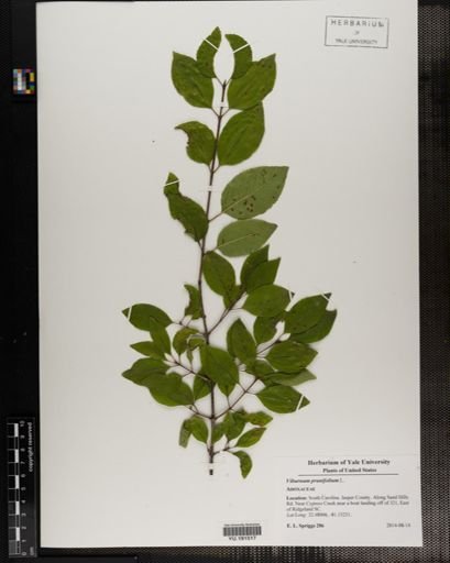 Plantae