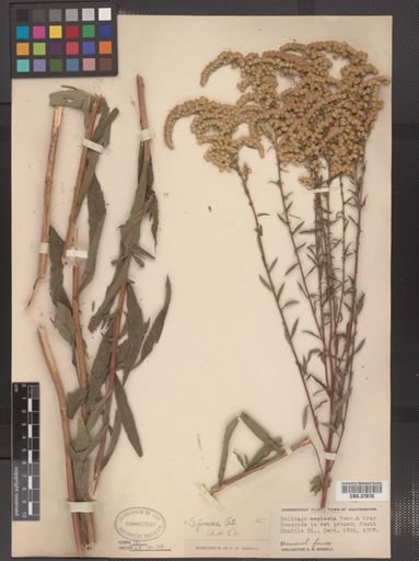 Solidago juncea