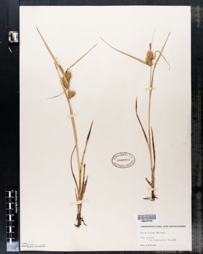 Carex lurida