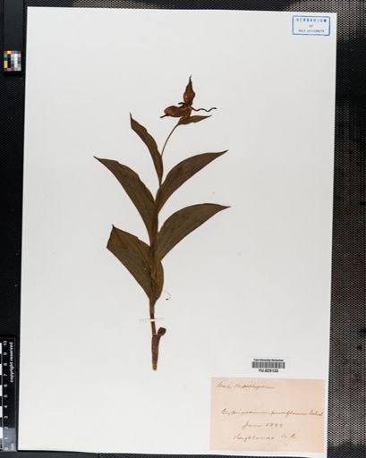 Cypripedium parviflorum