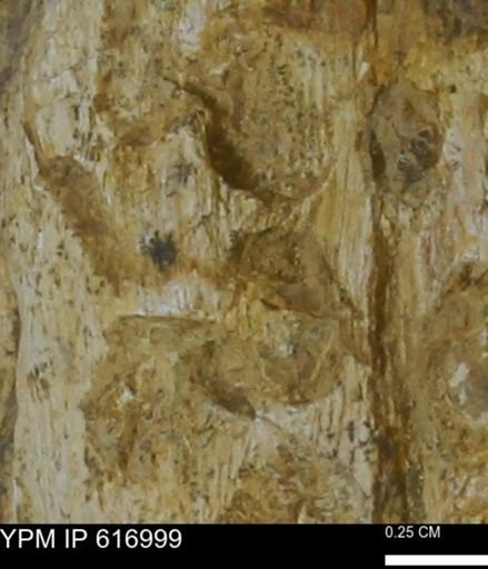 Teredo sp.
