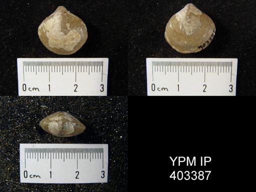 Cleiothyridina sublamellosa