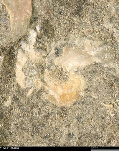 Scaphites sp.