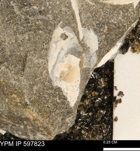 Limopsis striatopunctatus