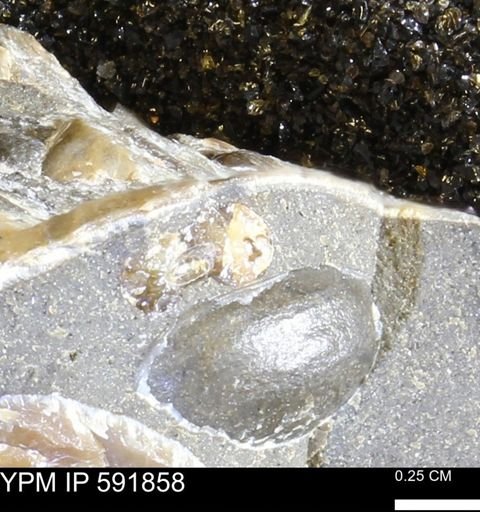 Hoploscaphites