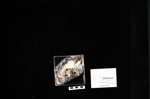 Geoemyda spengleri