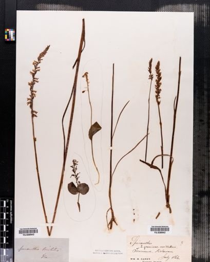 Spiranthes vernalis