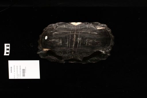 Geochelone nigra