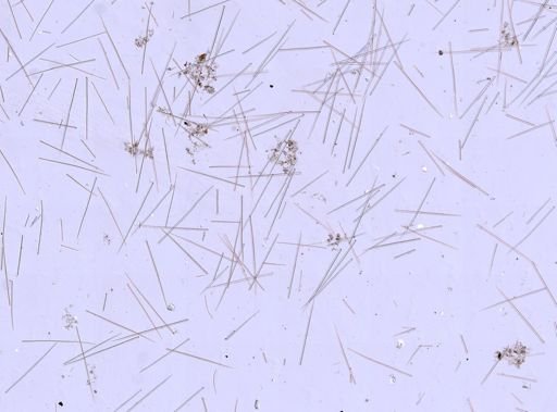 Suberites sp.