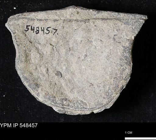 Stropheodonta kemperi