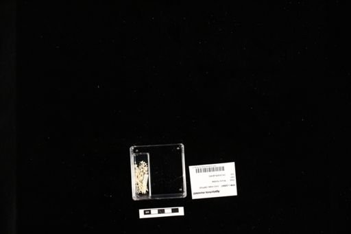 Agalychnis moreletii