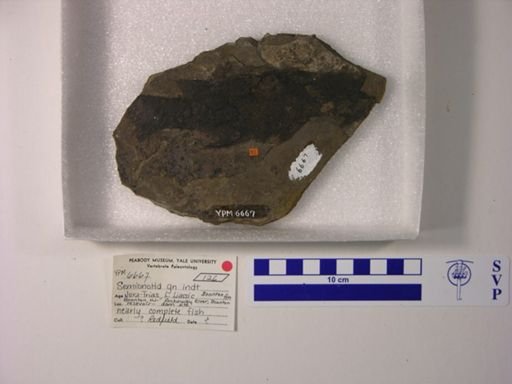 Semionotidae