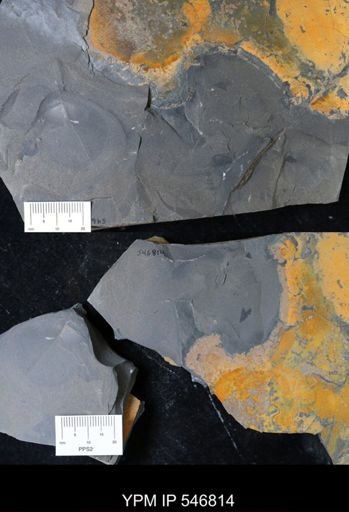 undet. Eurypterida