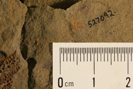 undet. Ophiuroidea