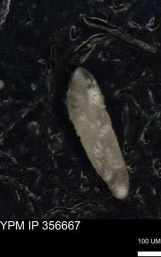 undet. Foraminiferida