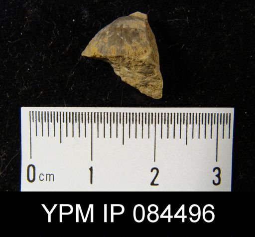 Parmorthis elegantula