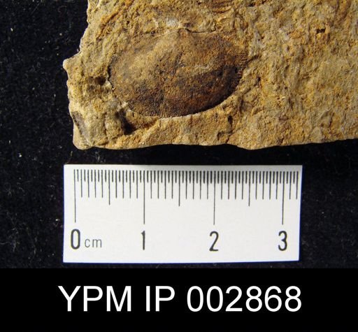Chonetes sarcinulatus