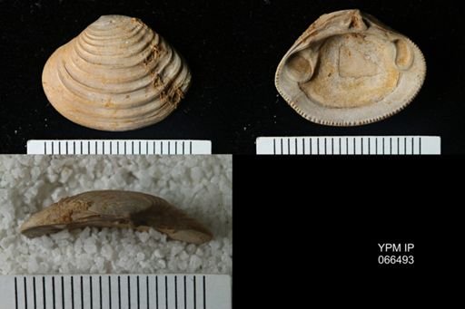 Lirodiscus tellinoides