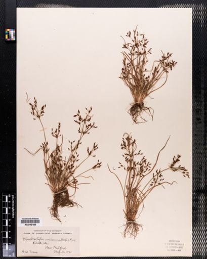 Fimbristylis autumnalis