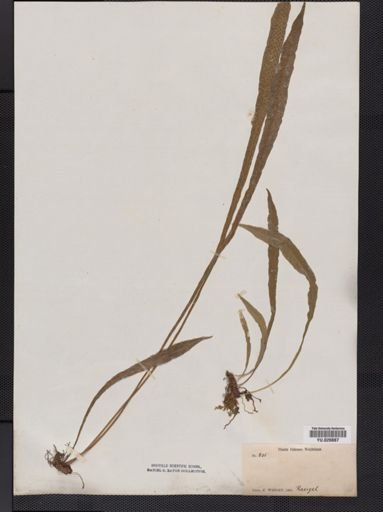 Polypodium
