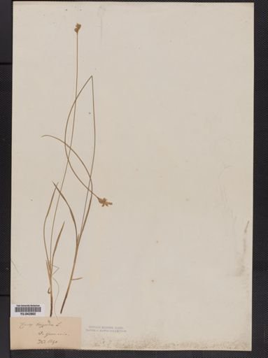 Carex