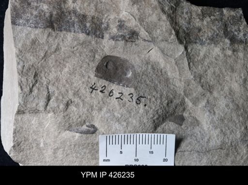Eurypterus sp.