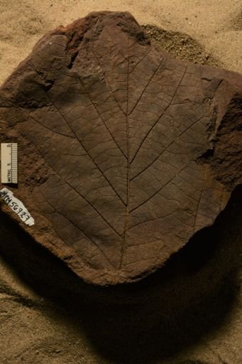 Angiospermopsida