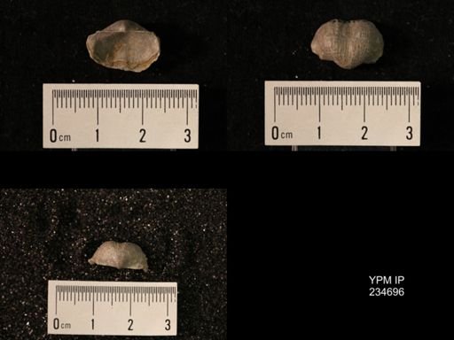 Marginifera splendens