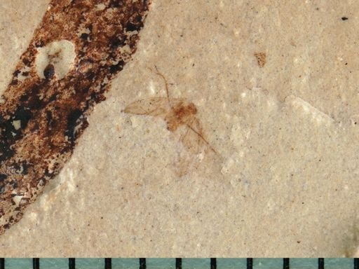 undet. Psocoptera