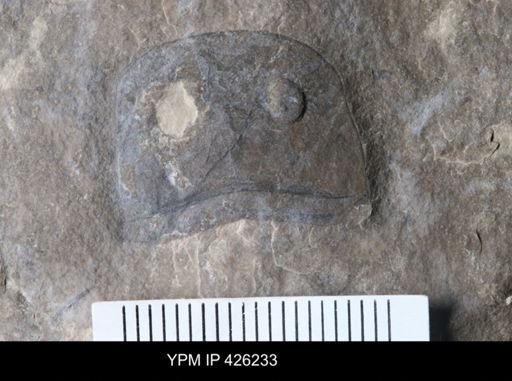 Eurypterus sp.