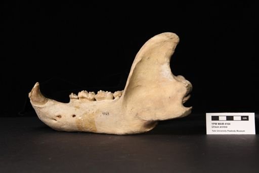 Ursus arctos